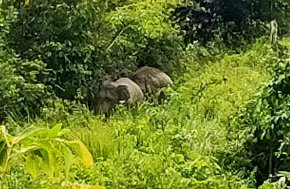 Gajah Liar Masuk dan Rusak Perkebunan Sawit Di Desa Batu Ampar Kemuning